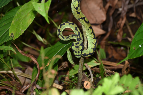 Sri Lankan Green Pit Viper