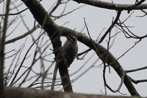 Yungipicus moluccensis