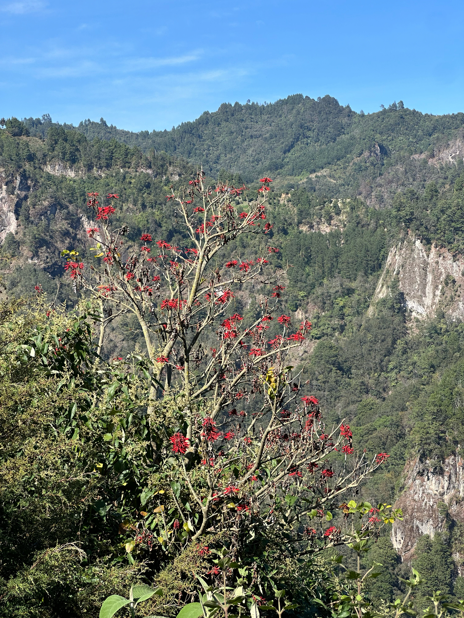 Foto de Erythrina americana Mill.