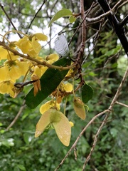 Acridocarpus natalitius var. natalitius image