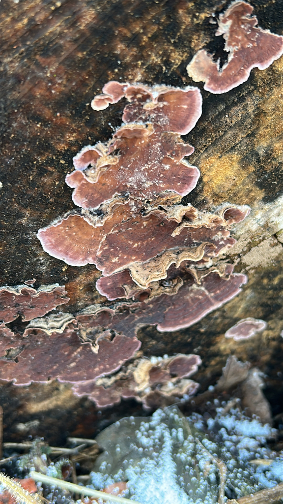 Chondrostereum purpureum · January 2026 · photo: © dylanfindlay1 (iNaturalist, cc-by)