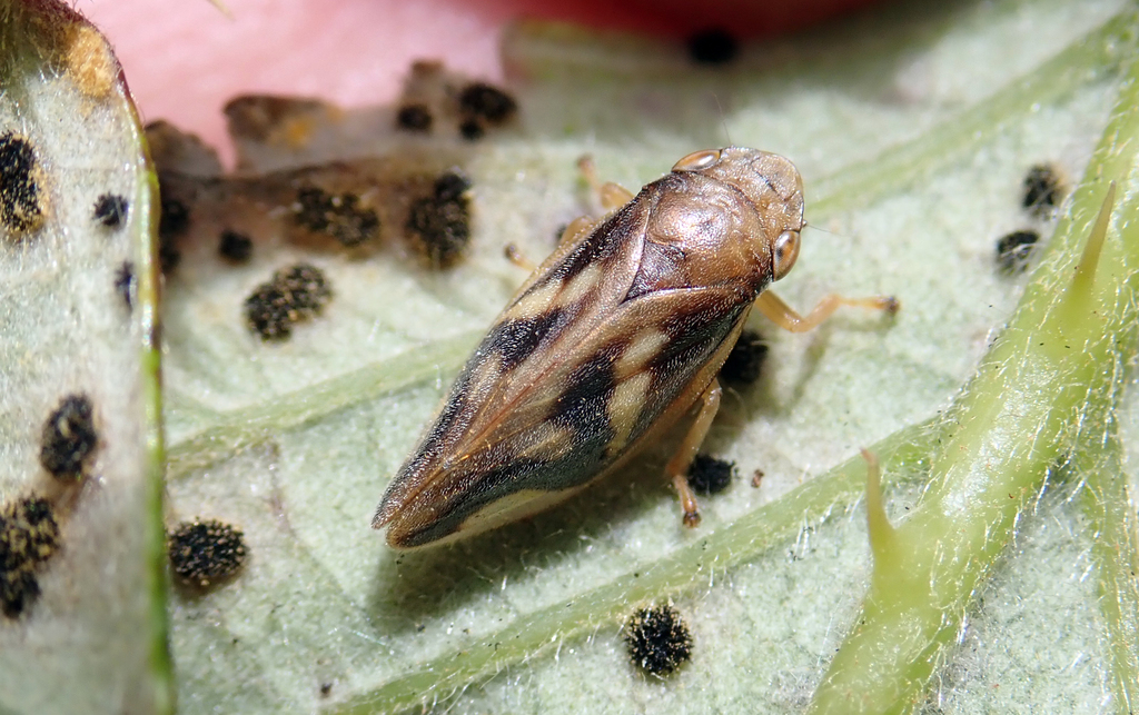 Carystoterpa tristis