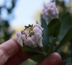 Arctostaphylos pallida