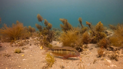 Bluespotted goatfish (Upeneichthys vlamingii) — Mullidae — 2