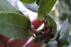 Arctostaphylos pallida