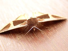 Agamana conjungens