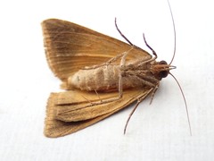 Agamana conjungens