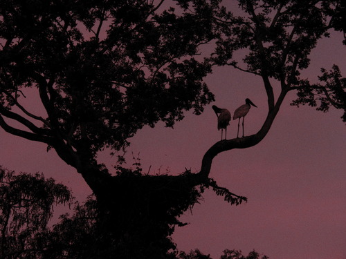Jabiru (Jabiru mycteria), photo 4