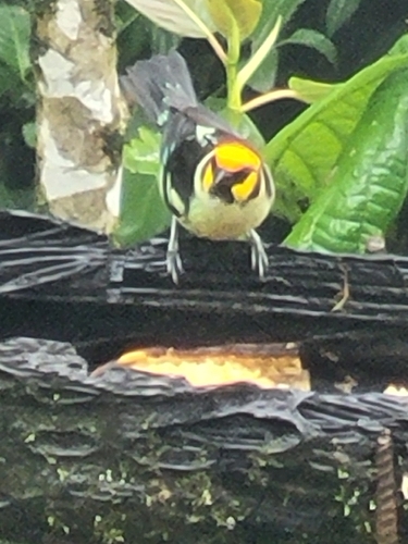 Flame-faced Tanager (Tangara parzudakii), photo 3