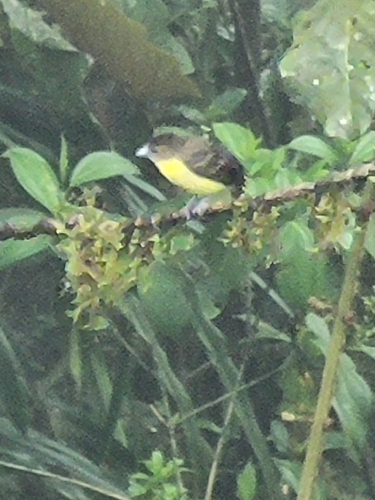 Flame-rumped Tanager (Ramphocelus flammigerus), photo 7