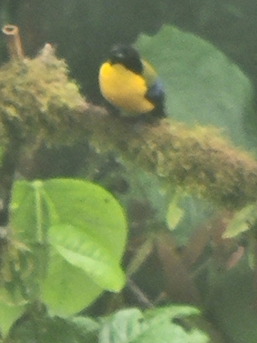 Blue-winged Mountain Tanager (Anisognathus somptuosus), photo 6