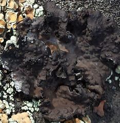 Lasallia pensylvanica