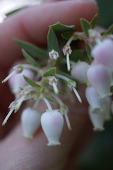 Arctostaphylos pallida