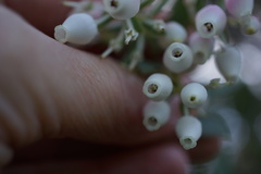 Arctostaphylos pallida