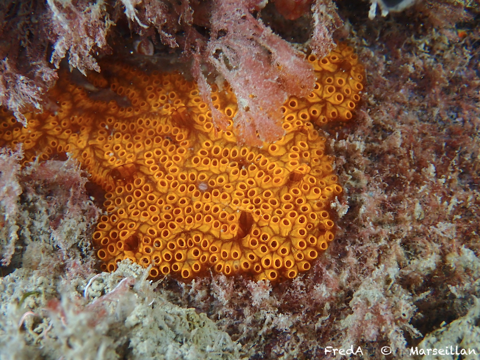 Botrylloides diegensis Ritter & Forsyth, 1917