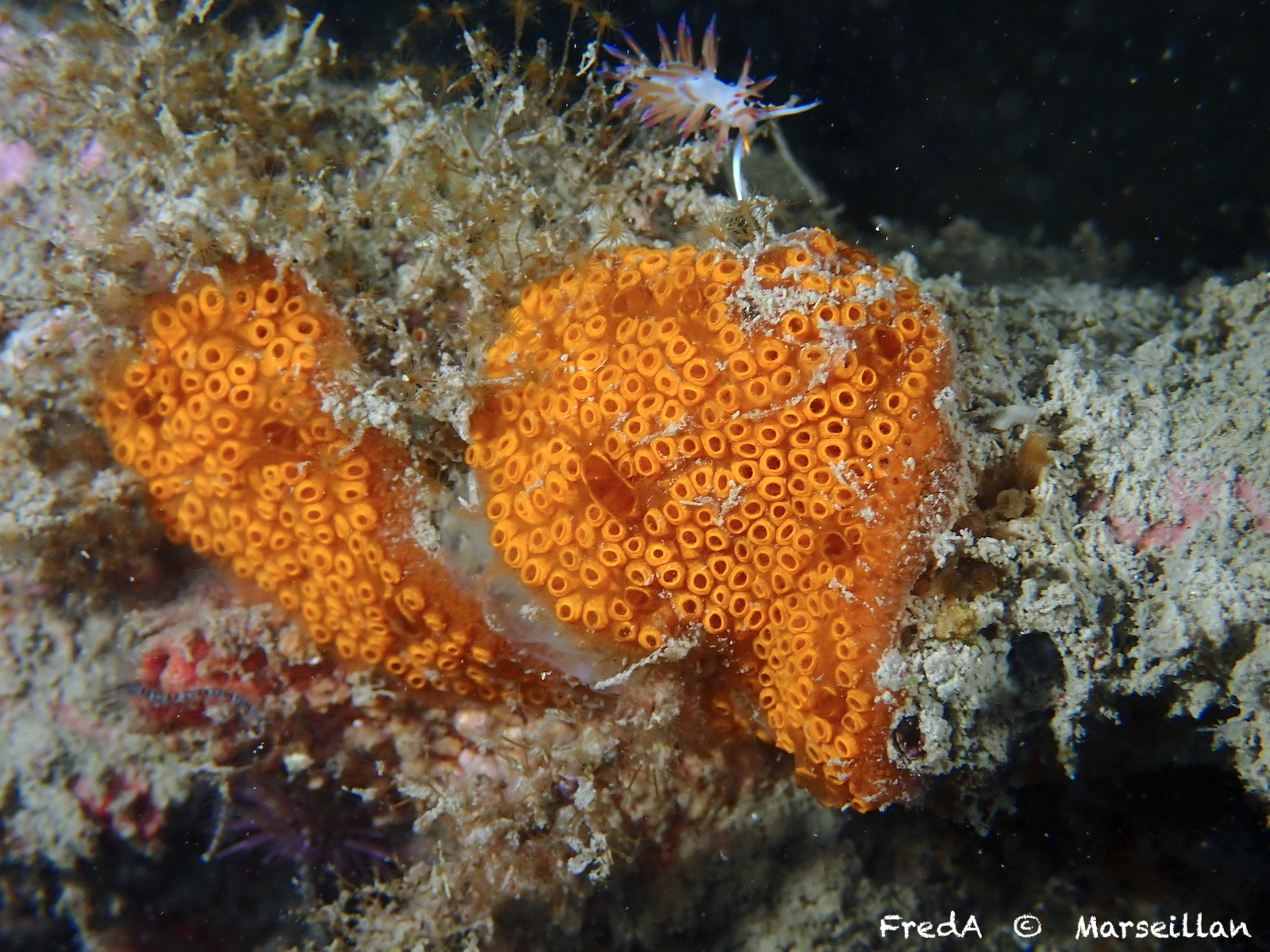 Botrylloides diegensis Ritter & Forsyth, 1917