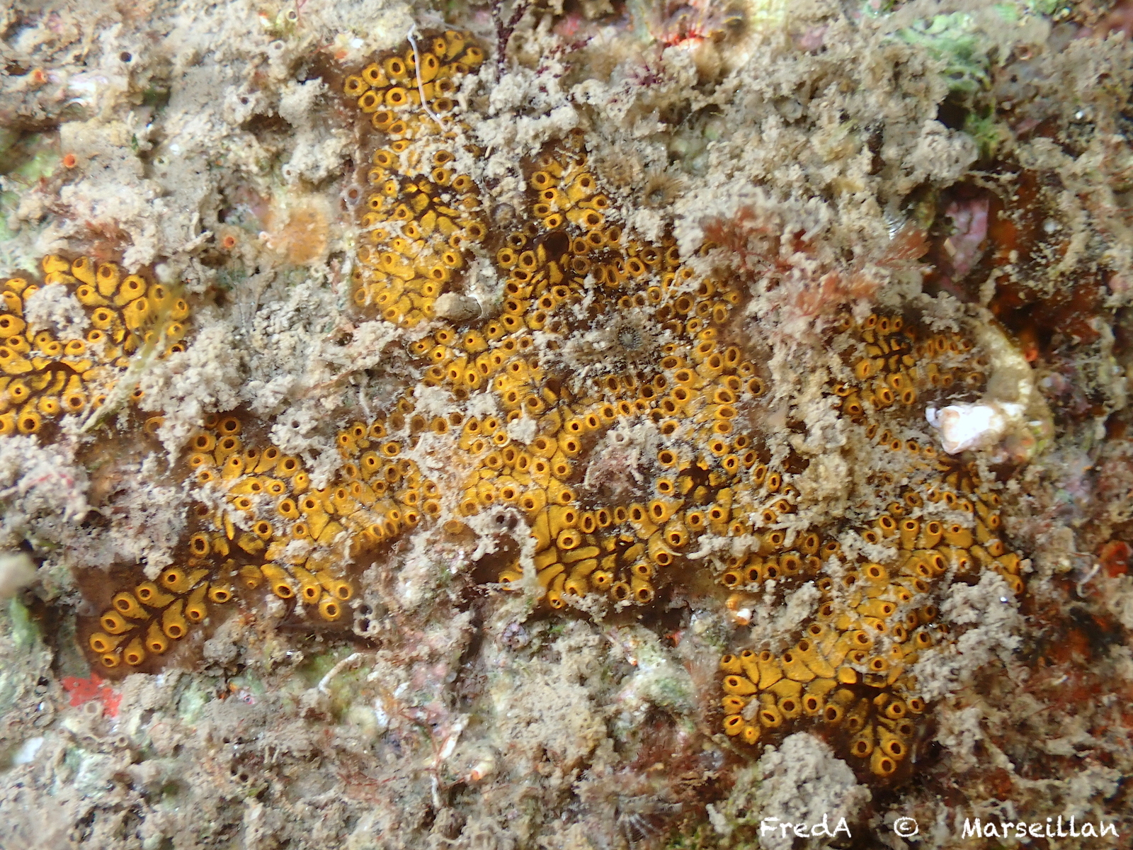 Botrylloides diegensis Ritter & Forsyth, 1917
