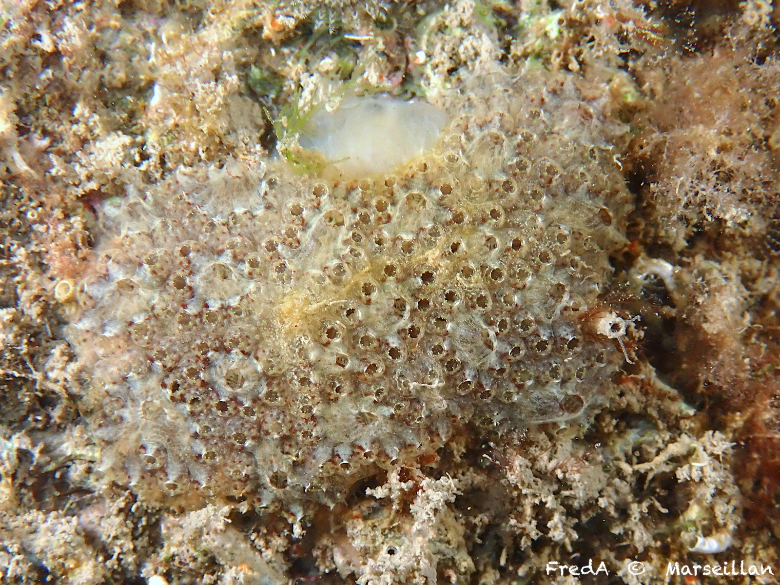 Botryllus renierii (Lamarck, 1815)