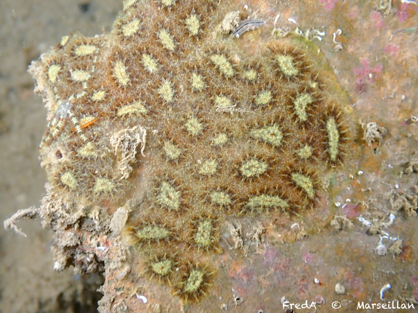 Botryllus schlosseri (Pallas, 1766)