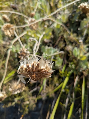 Syncarpha speciosissima, photograph 6