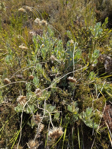 Cape Sewejaartjie (Syncarpha speciosissima)