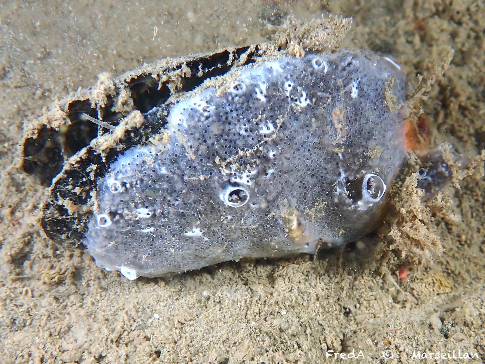 Diplosoma spongiforme (Giard, 1872)