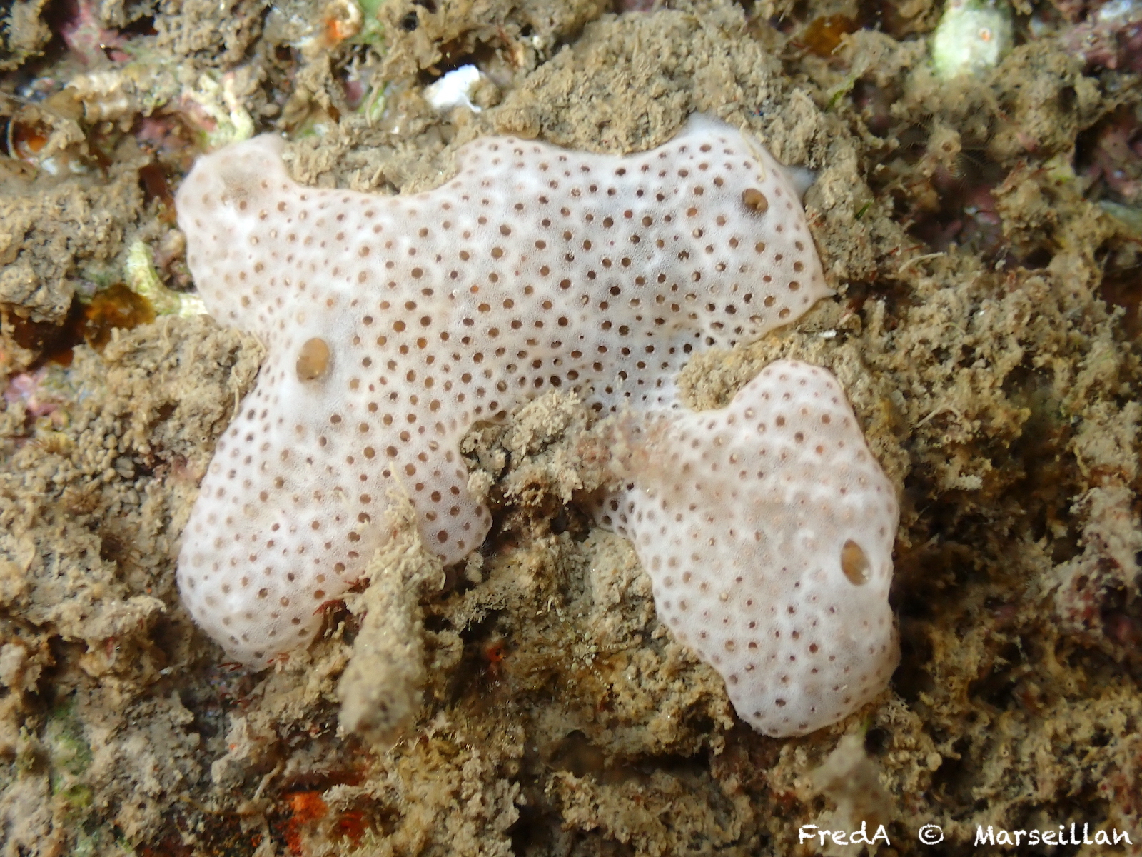 Lissoclinum perforatum (Giard, 1872)