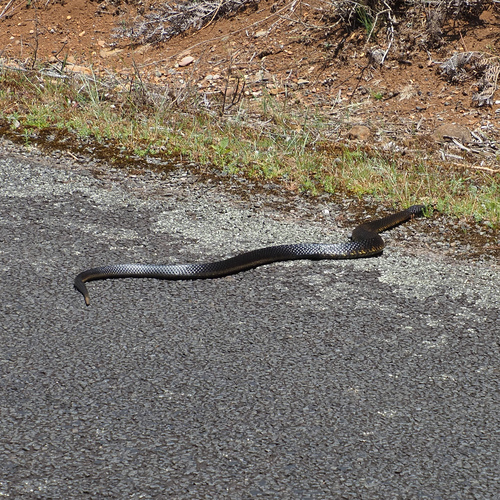 Tiger Snake