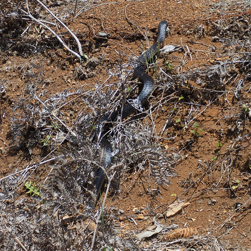 Tiger Snake
