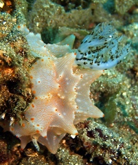 Halgerda batangas