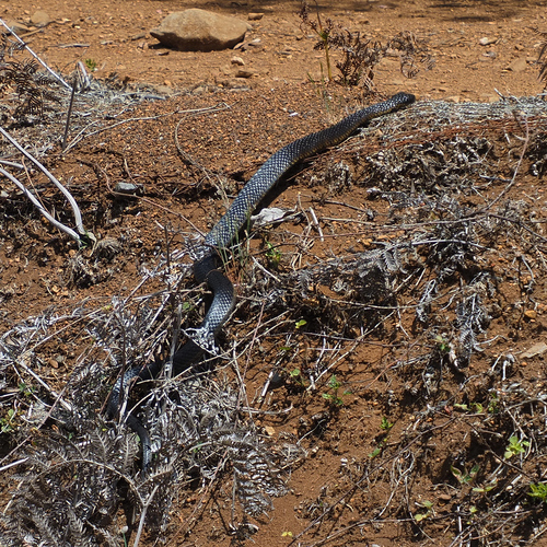 Tiger Snake