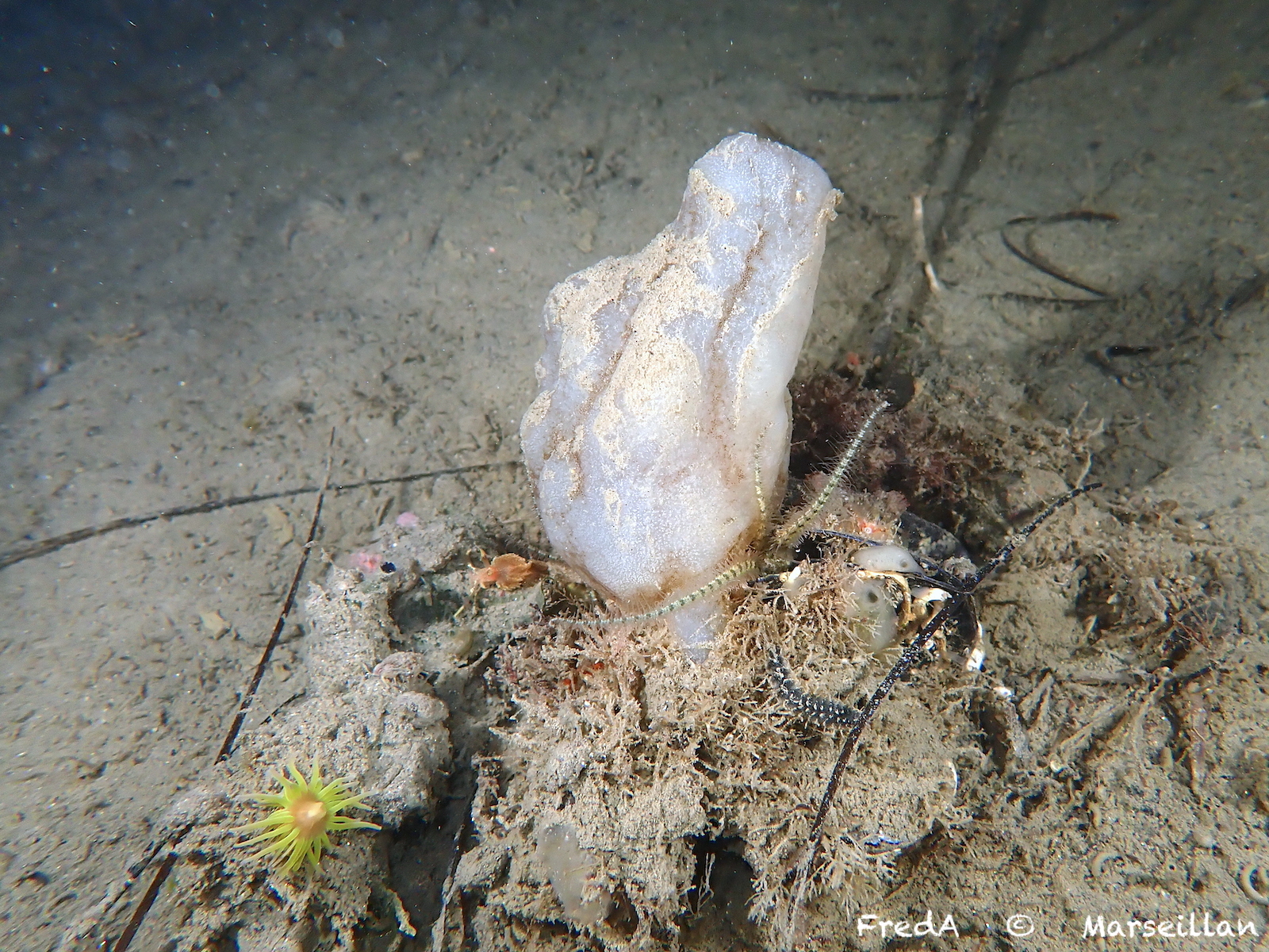 Phallusia mammillata (Cuvier, 1815)
