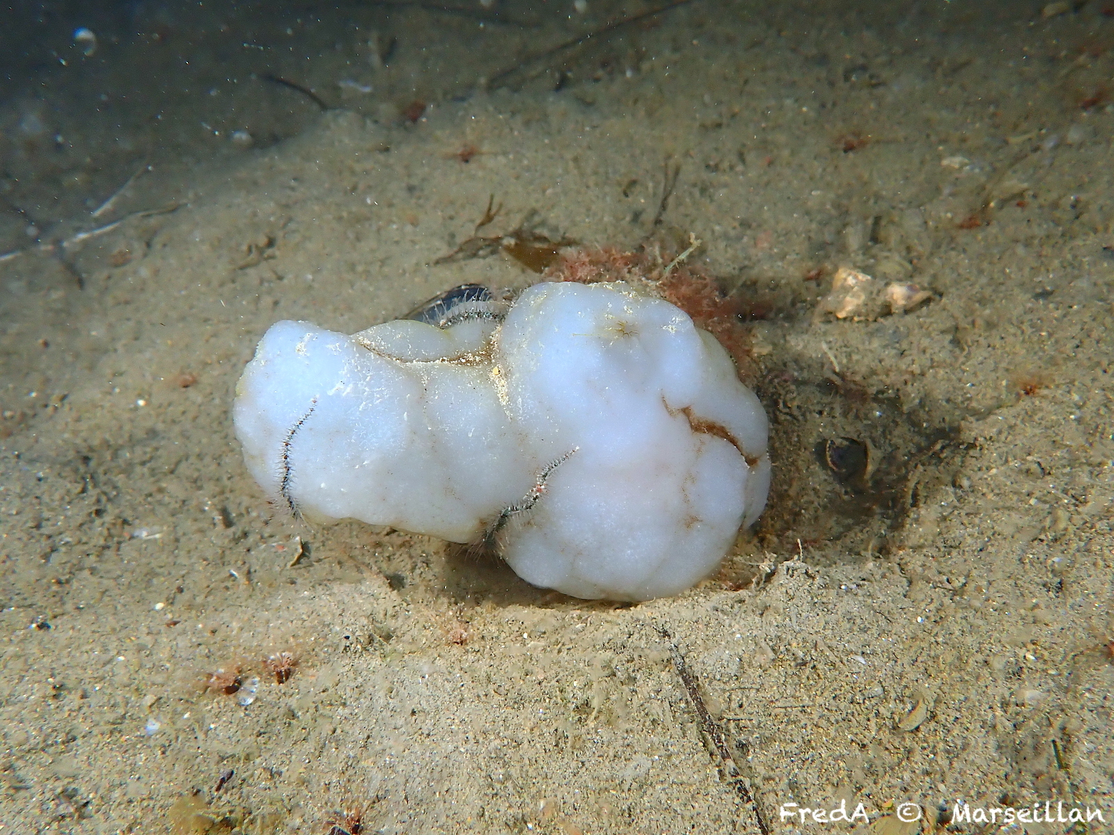 Phallusia mammillata (Cuvier, 1815)