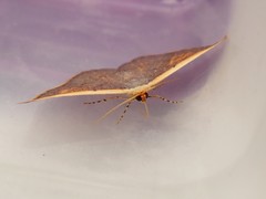 Picromorpha pyrrhopa