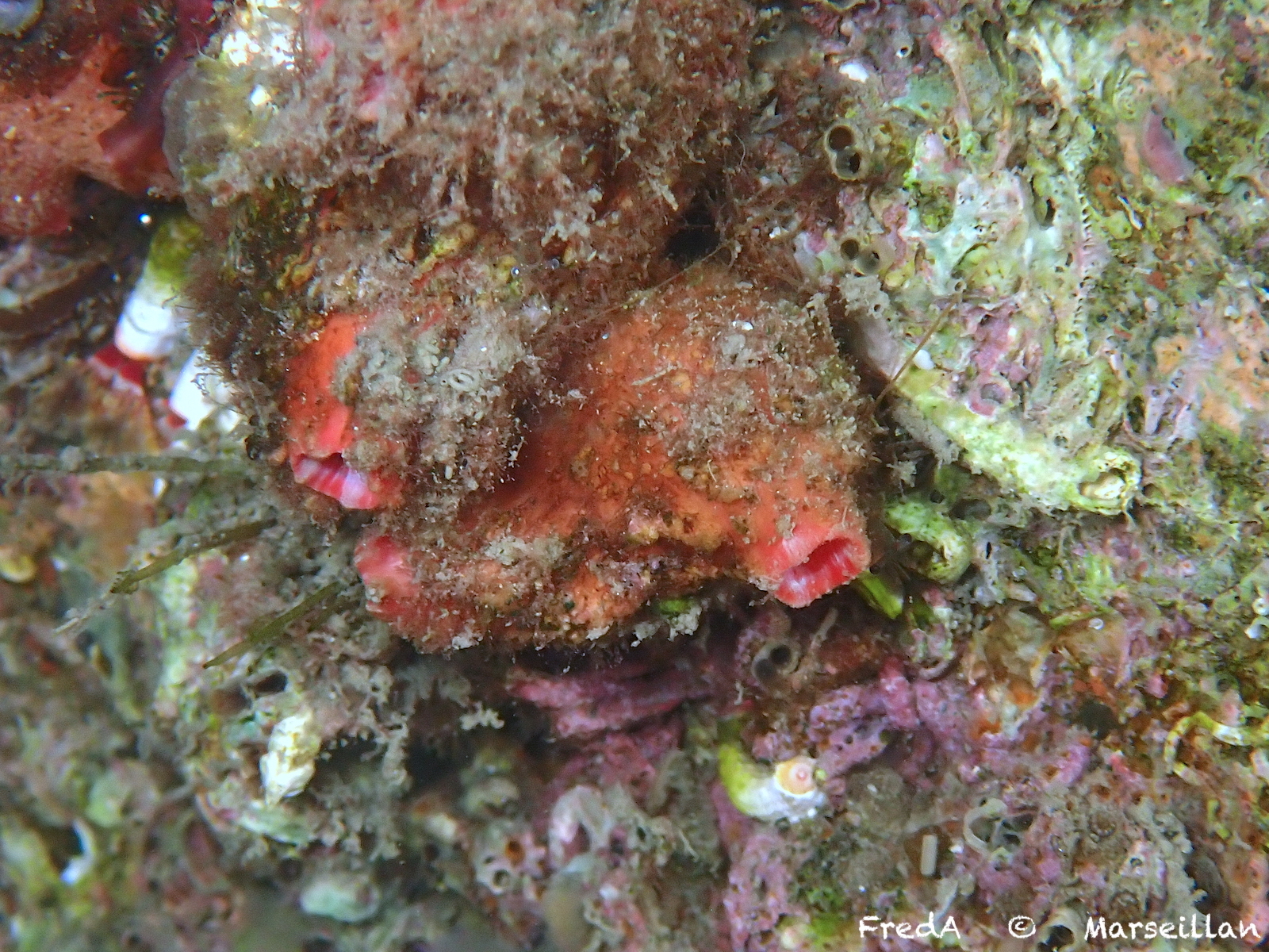 Pyura dura (Heller, 1877)