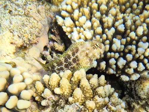 Leopard blenny (Exallias brevis) — Blenniidae