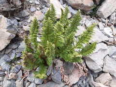 Polystichum cystostegium