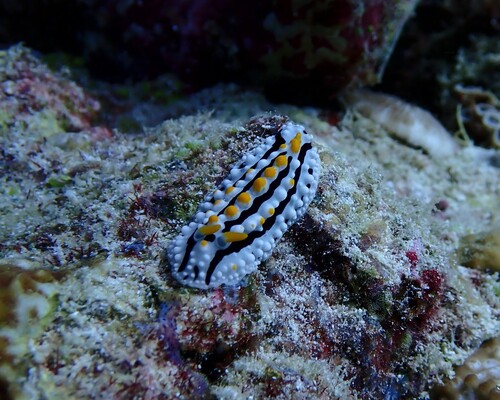 Phyllidia alyta — seen at this dive site