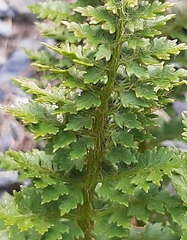 Polystichum cystostegium