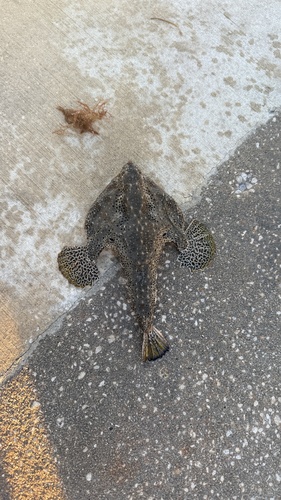 Polka-dot batfish (Ogcocephalus cubifrons) — Ogcocephalidae — 3