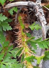 Polystichum cystostegium