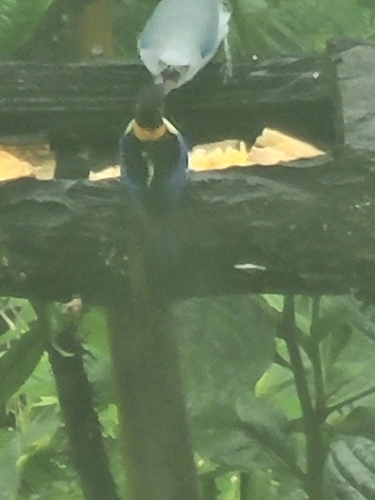 Golden-collared Honeycreeper (Iridophanes pulcherrimus), photo 8