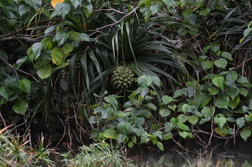 Pandanus boninensis observed 2025-12-31