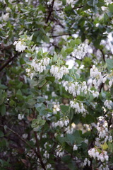 Arctostaphylos pallida
