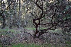 Arctostaphylos pallida