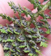 Polystichum cystostegium