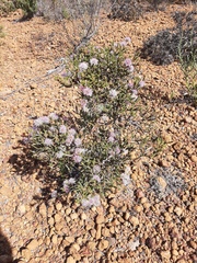 Melaleuca scitula