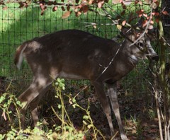 Odocoileus virginianus leucurus