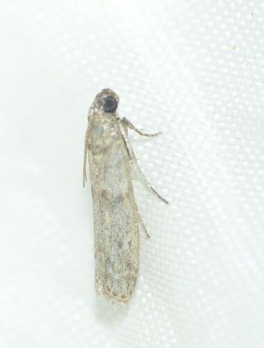 Raisin Moth