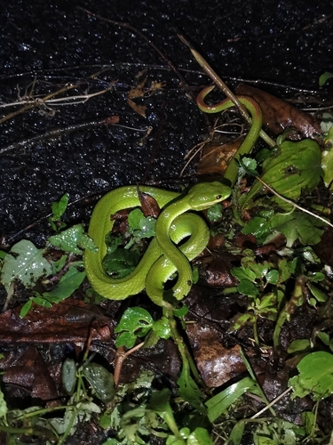 Trimeresurus insularis